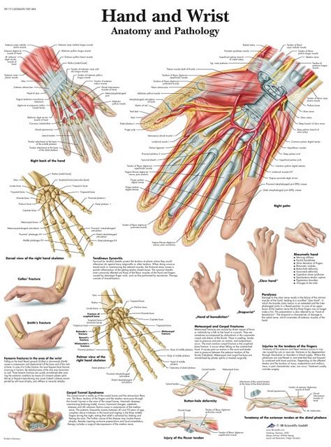 Anatomie Poster Hand En Pols Gelamineerd 50x67 Cm Verera Nl