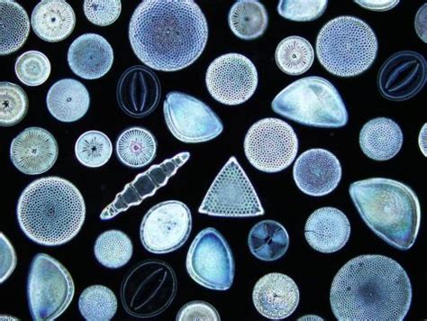 Diatoms to Dinosaurs—Our Most Popular Microscope Images for January ...