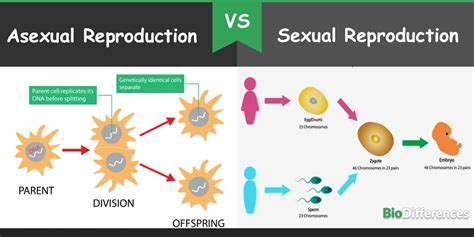 Difference Between Asexual And Sexual Reproduction Bio Differences