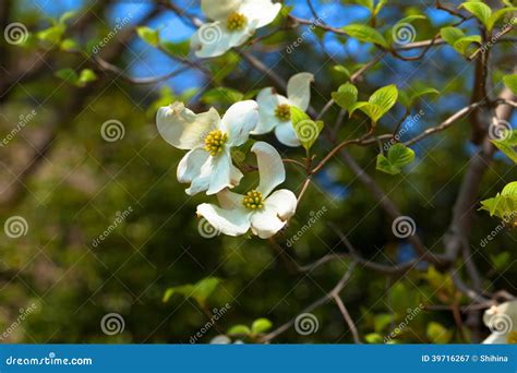 White Flowering Dogwood Tree Cornus Florida In Bloom Stock Image