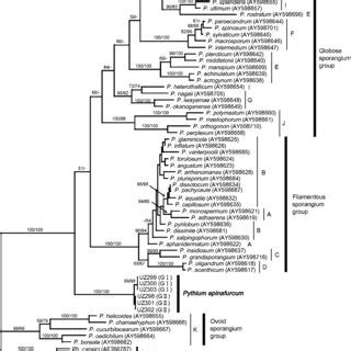 Phylogenetic Position Of Pythium Apinafurcum Isolates Among Pythium