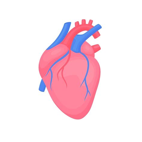 Corazón Humano Aislado Sobre Fondo Blanco Cardiología Concepto De