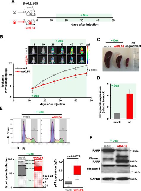 Re Expressing Klf4 Inhibits B All Pdx Growth Through Cell Cycle Arrest