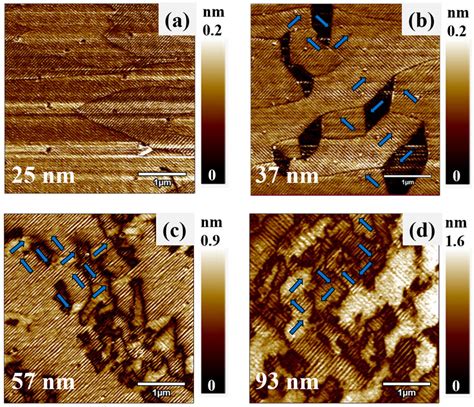 Large Area Lateral Piezoresponse Force Microscopy PFM Images 4 4