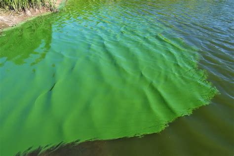 Alertan Por La Presencia De Cianobacterias En El Río De La Plata