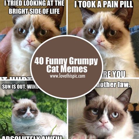 Albums 98 Pictures Funny Grumpy Cat Photos Latest