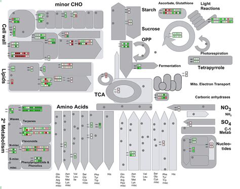 Metabolism Overview In Mapman Depicting Differential Regulated Genes In