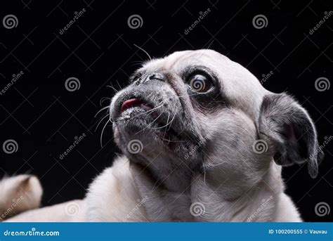 Portrait Of An Adorable Mops Or Pug Stock Image Image Of Mammal