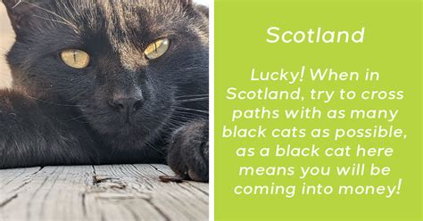 Are Black Cats the New Good Luck Charm?