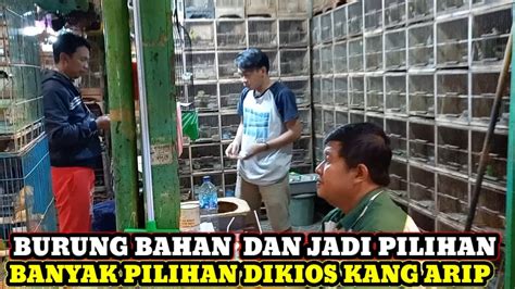 Harga Burung Bahan Dan Jadi Dikios Mas Arip Pasar Burung Pramuka Hari