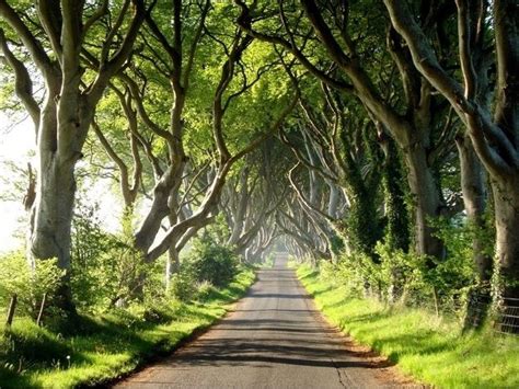 Magnificent Tree Tunnels Buzzfeed Mobile Beautiful Roads