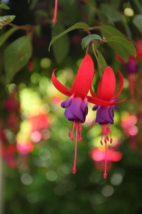 Fuchsia Bokeh Mare Patriam Flickr