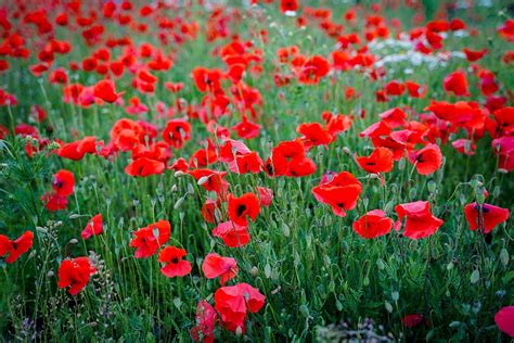 Mohn Mohnblumen Rot Kostenloses Foto Auf Pixabay