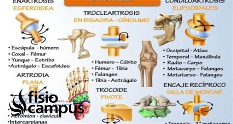 Diartrosis Qué es etimología ubicación y movimientos