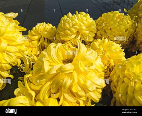 Chrysanthemum X Grandiflorum Hi Res Stock Photography And Images Alamy