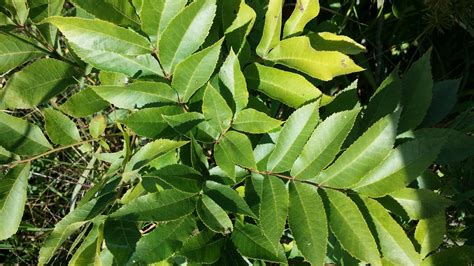 Northern Pecan - Carya Illinoinensis | Deciduous Trees | Cold Stream Farm