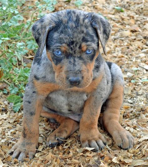 Catahoula Leopard Dog For Sale Texas | PETSIDI