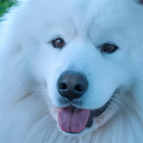 How To Identify A Purebred Samoyed Atractivopets