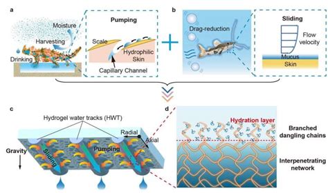 Bioinspired Hydrogel Pattern Enhances Atmospheric Water Harvesting Via