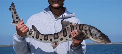 Leopard Shark Fishing In Mission Bay Fishingbooker