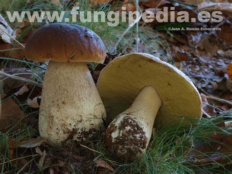 Boletus Edulis