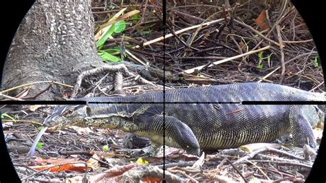 Berburu Biawak Rawa Atas Undangan Warga Setempat YouTube