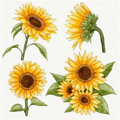 How To Draw A Sunflower 10 EASY Drawing Projects Atelier Yuwa Ciao Jp