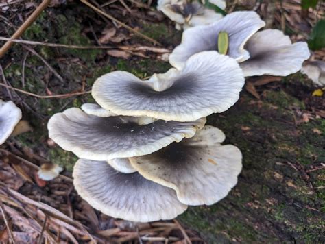 Ghost Fungus From Bouddi NSW 2251 Australia On May 8 2024 At 11 53 AM