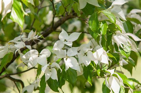 Kousa Dogwood: Care and Growing Guide