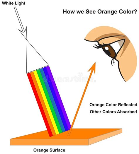 How Human Eye See Orange Surface Infographic Diagram Physics Mechanics ...