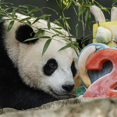 National Zoo Panda