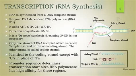 Molecular Genetics Prokaryotic Transcription Or Rna Synthesis By Dna Dependent Rna Polymerase