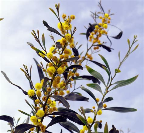 Premium Photo Mimosa Acacia Sagina Yellow Spring Flower Closeup Macro