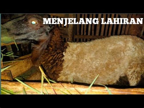 CEK BETINA YANG SEBENTAR LAGI MELAHIRKAN SAMBIL MEMBERI PAKAN MALAM