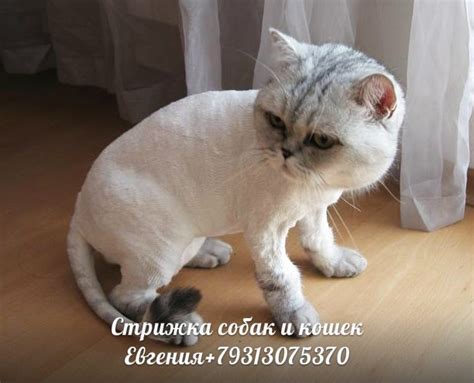 Стрижка кошек и собак, выезд на дом (Спб) в Санкт-Петербурге / Купить ...