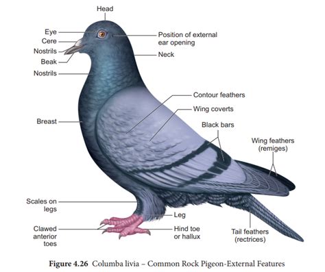 Pigeons Parwari On X Pigeon Body Parts Name In Urdu X 40 OFF