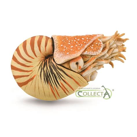 Nautilus pompilius - XL