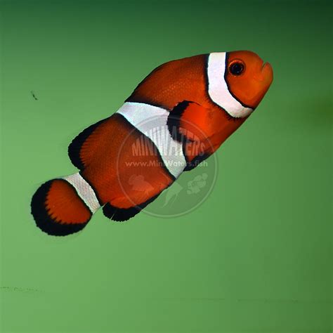 Amphiprion Sebae True Sebae Clownfish Captive Bred Shop Miniwaters