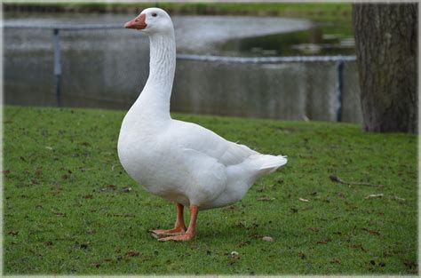 Goose Free Stock Photo Public Domain Pictures