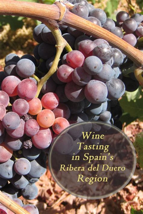 7 Fantastic Ribera Del Duero Wineries to Visit in Spain - Savored Journeys