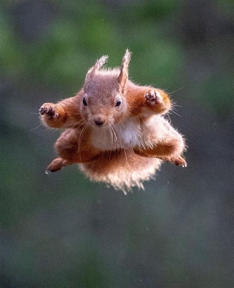 Flying Red Squirrel Alert 🐿🚨 This Energetic Chappy Was Photographed In