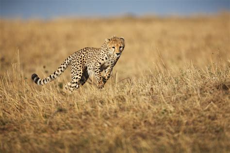 È iniziata la reintroduzione del ghepardo in India dove il felino era