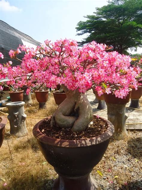 Adenium obesum Mini Baobab Róża Pustyni Zielony Parapet