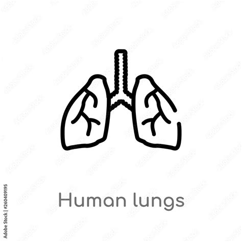 Human Lungs Outline