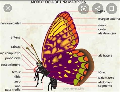 características morfológicas de los seres vivos con imagenes Brainly lat