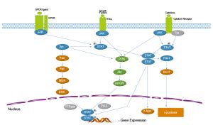 JAK STAT Signaling Pathway Inhibitors From MedChem Express