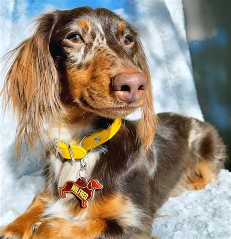 Long-Haired Dapple Dachshunds are the 'Tiny Supermodels' of the Dog World - Rocky Kanaka