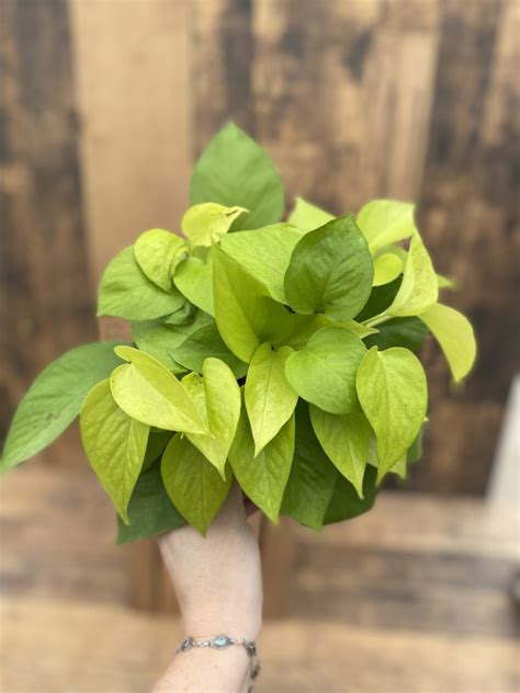 Pothos Neon 6 Pot Terra Greenhouses