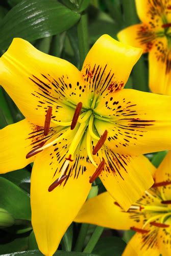 Лилия Йеллоу Брюсе (В упаковке 5 шт.)