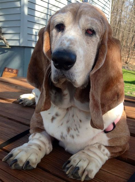 Millie the Bassett Hound Saying Hello!